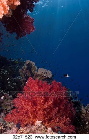 Soft Coral reef View Large Photo Image Stock Image - Soft Coral reef. Fotosearch