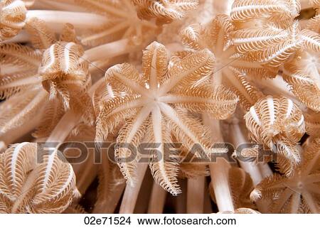 Soft coral Xenia actuosa View Large Photo Image Picture - Soft coral Xenia actuosa. Fotosearch
