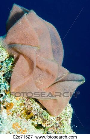 Spanish Dancer Eggs View Large Photo Image Stock Photo - Spanish Dancer Eggs. Fotosearch