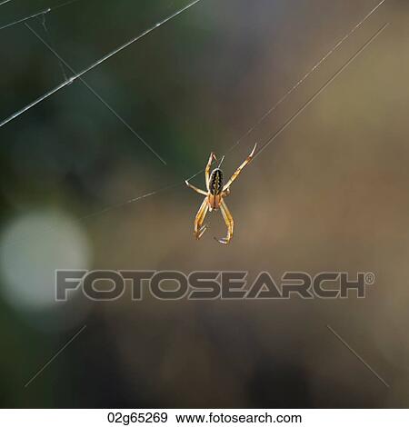 Spider on web, North Seymour Island, Galapagos Islands, Ecuador View Large Photo Image Stock Photo - Spider on web, North Seymour Island, Galapagos Islands, Ecuador. Fotosearch