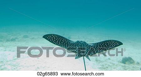Spotted Eagle Ray (Aetobatus narinari) fish swimming underwater, Santa Cruz Island, Galapagos Islands, Ecuador View Large Photo Image Stock Image - Spotted Eagle Ray (Aetobatus narinari) fish swimming underwater, Santa Cruz Island, Galapagos Islands, Ecuador. Fotosearch