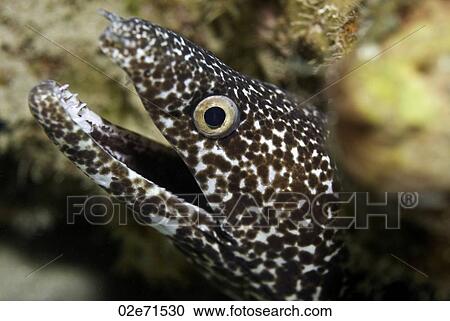 Spotted Moray Eel (Gymnothorax Moringa) View Large Photo Image Stock Image - Spotted Moray Eel (Gymnothorax Moringa). Fotosearch