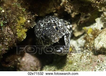 Spotted Moray Eel View Large Photo Image Stock Image - Spotted Moray Eel. Fotosearch
