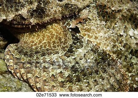 Spotted Scorpionfish Fin abstract View Large Photo Image Stock Image - Spotted Scorpionfish Fin abstract. Fotosearch