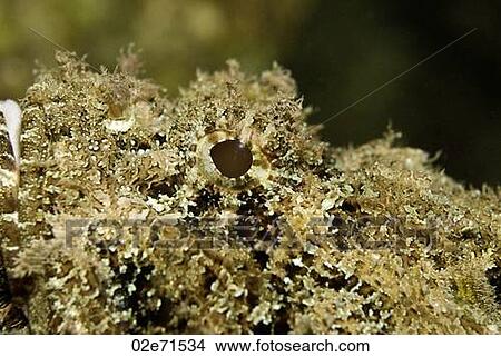 Spotted Scorpionfish View Large Photo Image Picture - Spotted Scorpionfish. Fotosearch