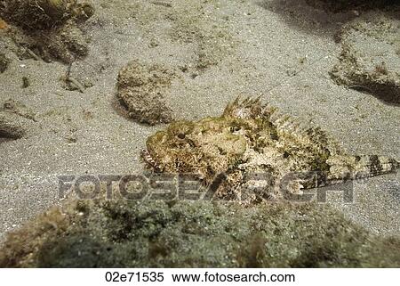 Spotted Scorpionfish View Large Photo Image Stock Photography - Spotted Scorpionfish. Fotosearch