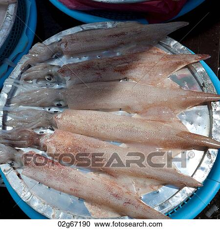 Stock Image - Squids at a market stall in fish market, Busan, Yeongnam, South Korea. Fotosearch