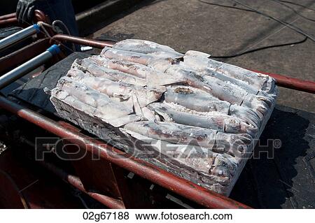 Stock Photo - Squids on a conveyor belt in a fish market, Busan, Yeongnam, South Korea. Fotosearch