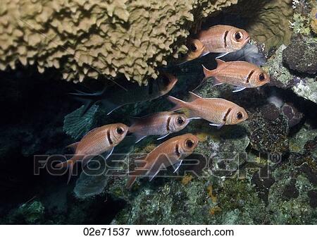 Stock Photo - Squirrelfish. Fotosearch