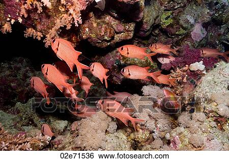 Squirrelfish View Large Photo Image Stock Photograph - Squirrelfish. Fotosearch