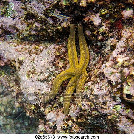 Starfish on a rock underwater, Puerto Egas, Santiago Island, Galapagos Islands, Ecuador View Large Photo Image Stock Image - Starfish on a rock underwater, Puerto Egas, Santiago Island, Galapagos Islands, Ecuador. Fotosearch
