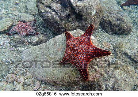 Starfish on the rock underwater Bartolome Island, Galapagos Islands, Ecuador View Large Photo Image Stock Photograph - Starfish on the rock underwater Bartolome Island, Galapagos Islands, Ecuador. Fotosearch