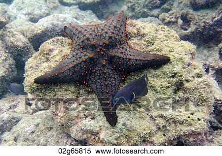 Starfish on the rock underwater Bartolome Island, Galapagos Islands, Ecuador View Large Photo Image Stock Photography - Starfish on the rock underwater Bartolome Island, Galapagos Islands, Ecuador. Fotosearch