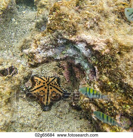 Starfish swimming underwater, Bartolome Island, Galapagos Islands, Ecuador View Large Photo Image Picture - Starfish swimming underwater, Bartolome Island, Galapagos Islands, Ecuador. Fotosearch