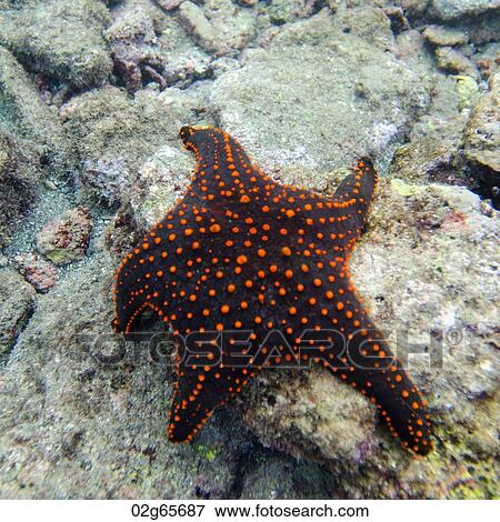 Starfish swimming underwater, Bartolome Island, Galapagos Islands, Ecuador View Large Photo Image Stock Photo - Starfish swimming underwater, Bartolome Island, Galapagos Islands, Ecuador. Fotosearch