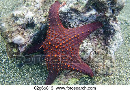 Stock Image - Starfish with a small fish underwater, Bartolome Island, Galapagos Islands, Ecuador. Fotosearch