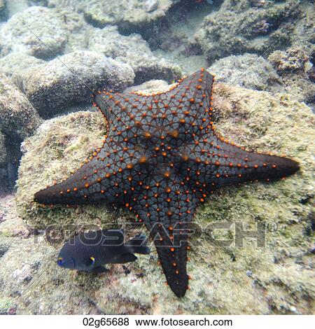 Stock Photo - Starfish with another small fish on a rock, Bartolome Island, Galapagos Islands, Ecuador. Fotosearch