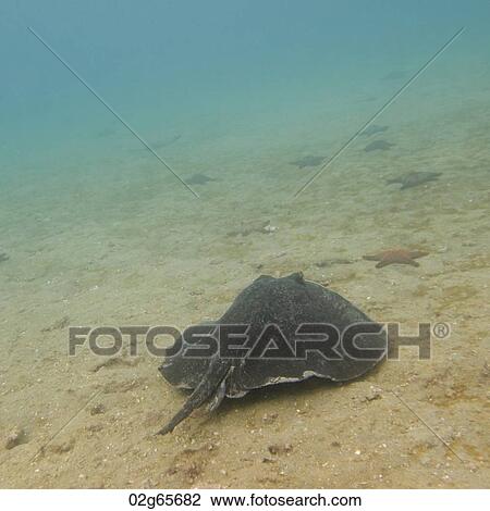 Stingray and starfish swimming underwater, Bartolome Island, Galapagos Islands, Ecuador View Large Photo Image Stock Image - Stingray and starfish swimming underwater, Bartolome Island, Galapagos Islands, Ecuador. Fotosearch
