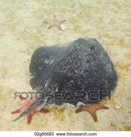 Stingray and starfish underwater, Bartolome Island, Galapagos Islands, Ecuador View Large Photo Image Stock Image - Stingray and starfish underwater, Bartolome Island, Galapagos Islands, Ecuador. Fotosearch