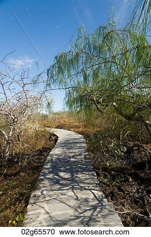 Stoned path passing through a forest, Puerto Baquerizo Moreno, San Cristobal Island, Galapagos Islands, Ecuador View Large Photo Image Stock Image - Stoned path passing through a forest, Puerto Baquerizo Moreno, San Cristobal Island, Galapagos Islands, Ecuador. Fotosearch
