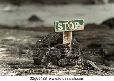 Stop sign marks the end of the line for tourists, Punta Espinoza, Fernandina Island, Galapagos Islands, Ecuador View Large Photo Image Stock Photo - Stop sign marks the end of the line for tourists, Punta Espinoza, Fernandina Island, Galapagos Islands, Ecuador. Fotosearch
