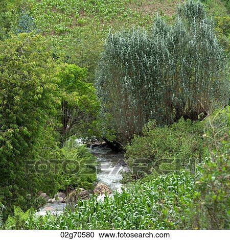 Stream flowing through a forest, Sacred Valley, Cusco Region, Peru View Large Photo Image Stock Image - Stream flowing through a forest, Sacred Valley, Cusco Region, Peru. Fotosearch