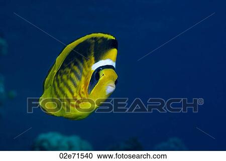 Striped Butterflyfish (Chaetodon Fasciatus) View Large Photo Image Stock Image - Striped Butterflyfish (Chaetodon Fasciatus). Fotosearch