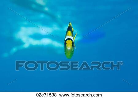 Stock Photo - Striped Butterflyfish (Chaetodon Fasciatus). Fotosearch
