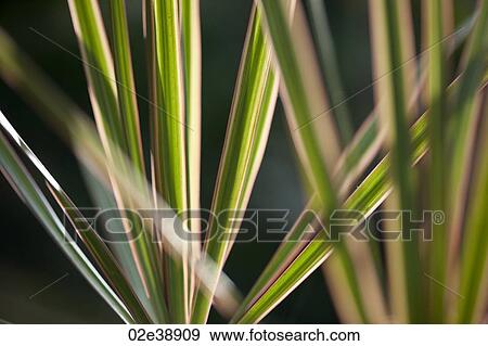 Striped tropical green leaves, radiating in a fan shape View Large Photo Image Stock Photo - Striped tropical green leaves, radiating in a fan shape. Fotosearch