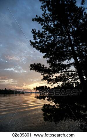 Sun setting behind an evergreen tree at Lake of the Woods, Ontario View Large Photo Image Stock Image - Sun setting behind an evergreen tree at Lake of the Woods, Ontario. Fotosearch