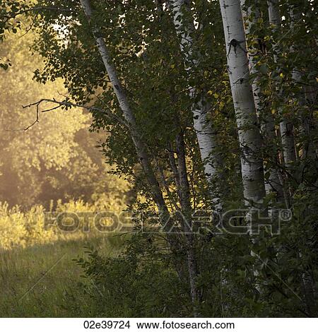 Picture - Sunlight through the trees at Lake of the Woods, Ontario. Fotosearch
