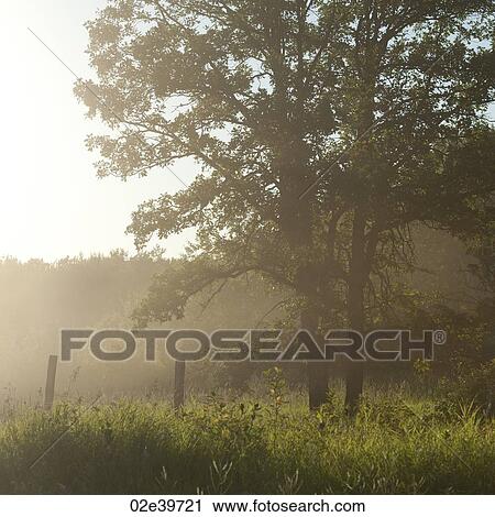 Sunlight through the trees at Lake of the Woods, Ontario View Large Photo Image Stock Image - Sunlight through the trees at Lake of the Woods, Ontario. Fotosearch