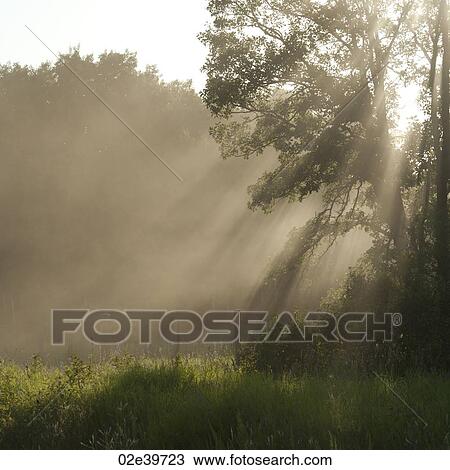 Stock Image - Sunlight through the trees at Lake of the Woods, Ontario. Fotosearch