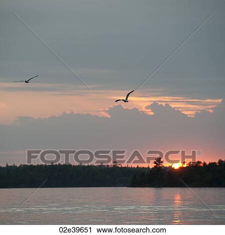 Sunset horizon over Lake of the Woods, Ontario View Large Photo Image Stock Image - Sunset horizon over Lake of the Woods, Ontario. Fotosearch