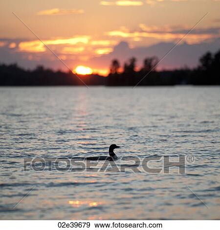 Sunset horizon over Lake of the Woods, Ontario View Large Photo Image Stock Photo - Sunset horizon over Lake of the Woods, Ontario. Fotosearch