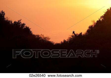 Sunset over trees in Kenya View Large Photo Image Stock Image - Sunset over trees in Kenya. Fotosearch