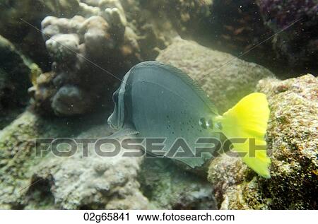 Surgeon fish (Zebrasoma flavescens) swimming underwater, Santa Cruz Island, Galapagos Islands, Ecuador View Large Photo Image Stock Image - Surgeon fish (Zebrasoma flavescens) swimming underwater, Santa Cruz Island, Galapagos Islands, Ecuador. Fotosearch