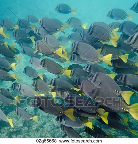Surgeon fish (Zebrasoma flavescens) swimming underwater, Puerto Egas, Santiago Island, Galapagos Islands, Ecuador View Large Photo Image Stock Photo - Surgeon fish (Zebrasoma flavescens) swimming underwater, Puerto Egas, Santiago Island, Galapagos Islands, Ecuador. Fotosearch