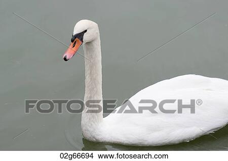 Swan swimming in a lake, Tokyo, Japan View Large Photo Image Picture - Swan swimming in a lake, Tokyo, Japan. Fotosearch