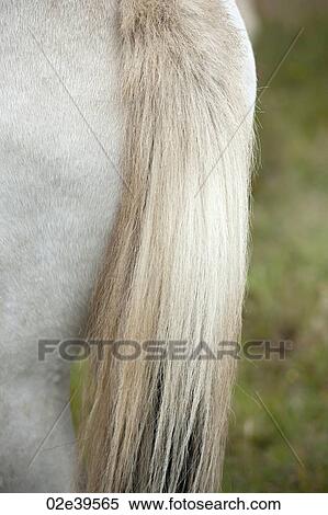 Tail of Icelandic horses in pasture View Large Photo Image Stock Photography - Tail of Icelandic horses in pasture. Fotosearch