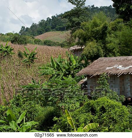 Stock Photography - Thatched roof house in a field, Chiang Dao, Chiang Mai Province, Thailand. Fotosearch
