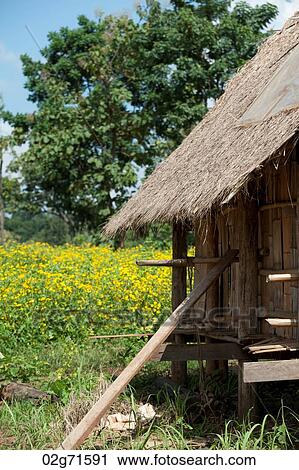 Thatched roofed stilt house in a field, Chiang Dao, Chiang Mai Province, Thailand View Large Photo Image Stock Image - Thatched roofed stilt house in a field, Chiang Dao, Chiang Mai Province, Thailand. Fotosearch