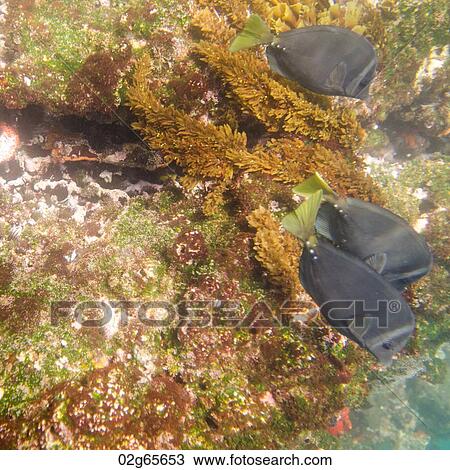 Three fish swimming underwater, Tagus Cove, Isabela Island, Galapagos Islands, Ecuador View Large Photo Image Stock Image - Three fish swimming underwater, Tagus Cove, Isabela Island, Galapagos Islands, Ecuador. Fotosearch