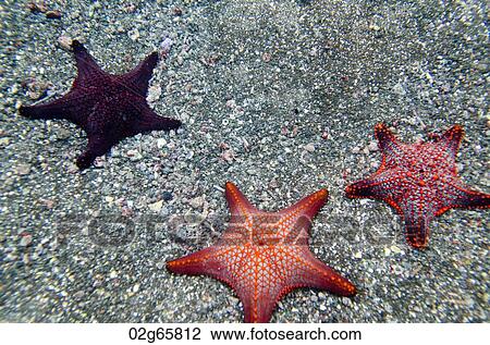 Stock Image - Three starfish underwater, Bartolome Island, Galapagos Islands, Ecuador. Fotosearch