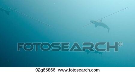 Three Whitetip Reef shark (Triaenodon Obesus) swimming underwater, San Cristobal Island, Galapagos Islands, Ecuador View Large Photo Image Stock Photograph - Three Whitetip Reef shark (Triaenodon Obesus) swimming underwater, San Cristobal Island, Galapagos Islands, Ecuador. Fotosearch