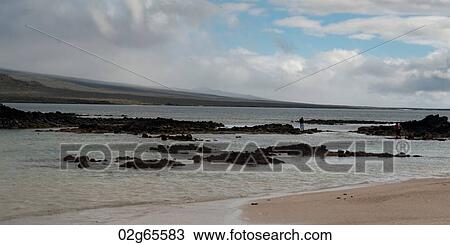 Tourists on the beach, San Cristobal Island, Galapagos Islands, Ecuador View Large Photo Image Stock Image - Tourists on the beach, San Cristobal Island, Galapagos Islands, Ecuador. Fotosearch
