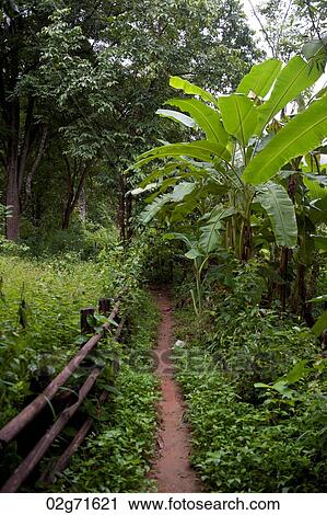 Trail in a forest, Thailand View Large Photo Image Stock Image - Trail in a forest, Thailand. Fotosearch