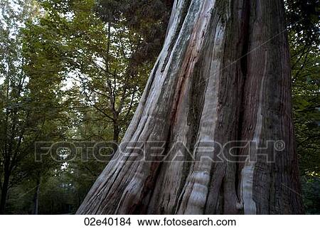 Tree Trunk in Stanley Park in Vancouver, British Columbia, Canada View Large Photo Image Picture - Tree Trunk in Stanley Park in Vancouver, British Columbia, Canada. Fotosearch