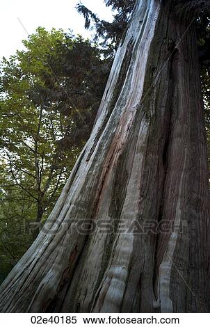 Stock Photography - Tree Trunk in Stanley Park in Vancouver, British Columbia, Canada. Fotosearch