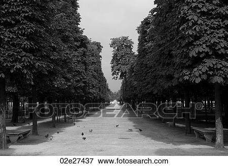Treed walkway in Paris France View Large Photo Image Stock Photo - Treed walkway in Paris France. Fotosearch